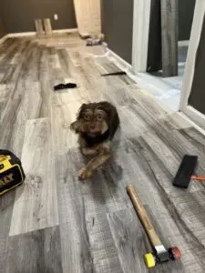 A dog sitting on the floor of a house